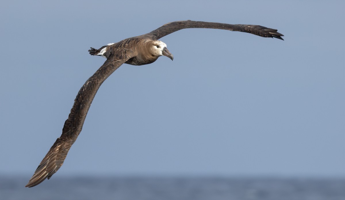 Black-footed Albatross - ML615918922