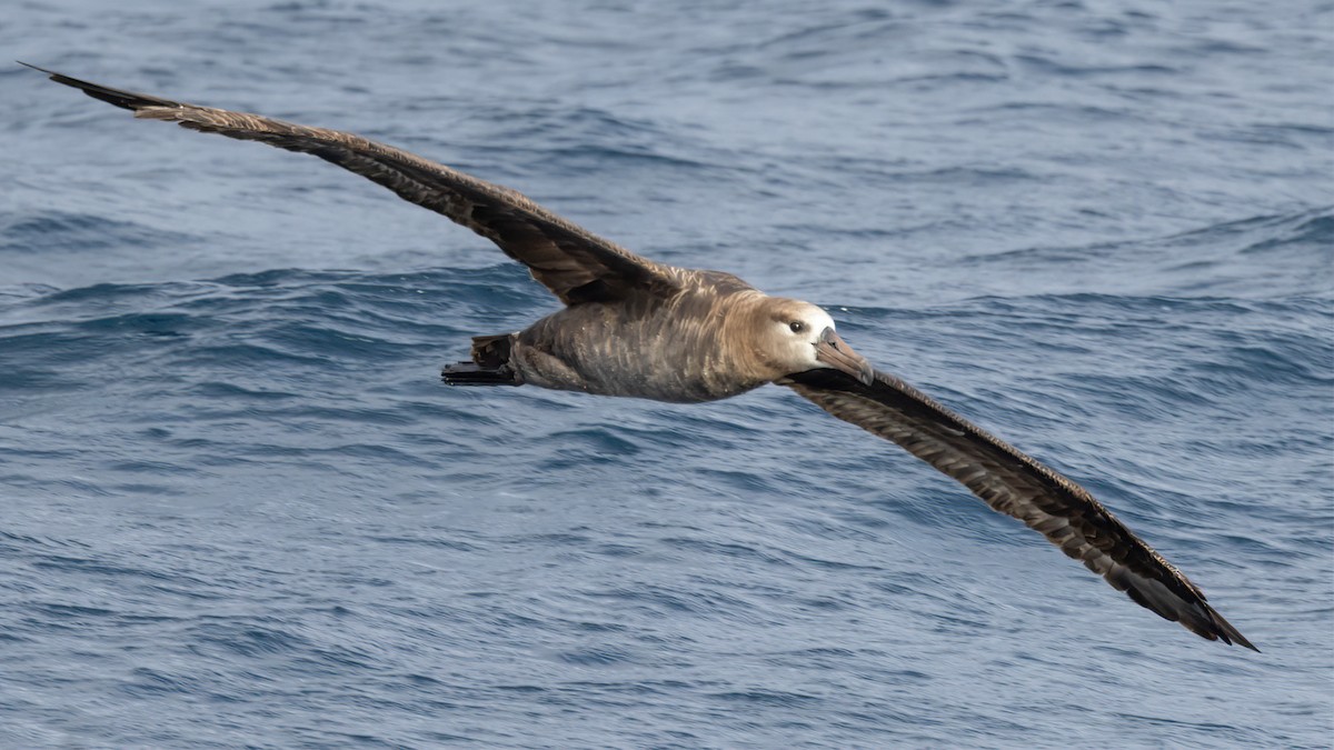 Black-footed Albatross - ML615918925