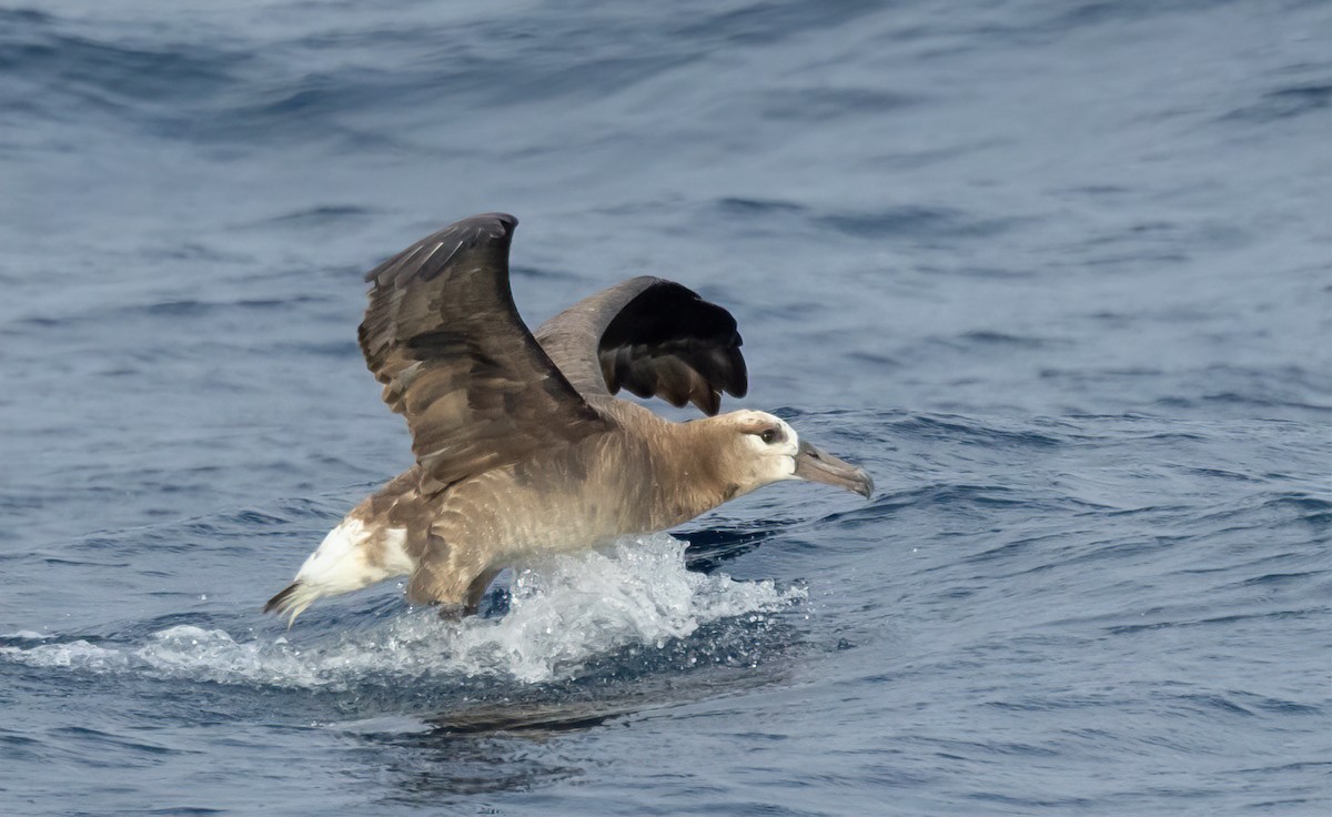 Black-footed Albatross - ML615918928