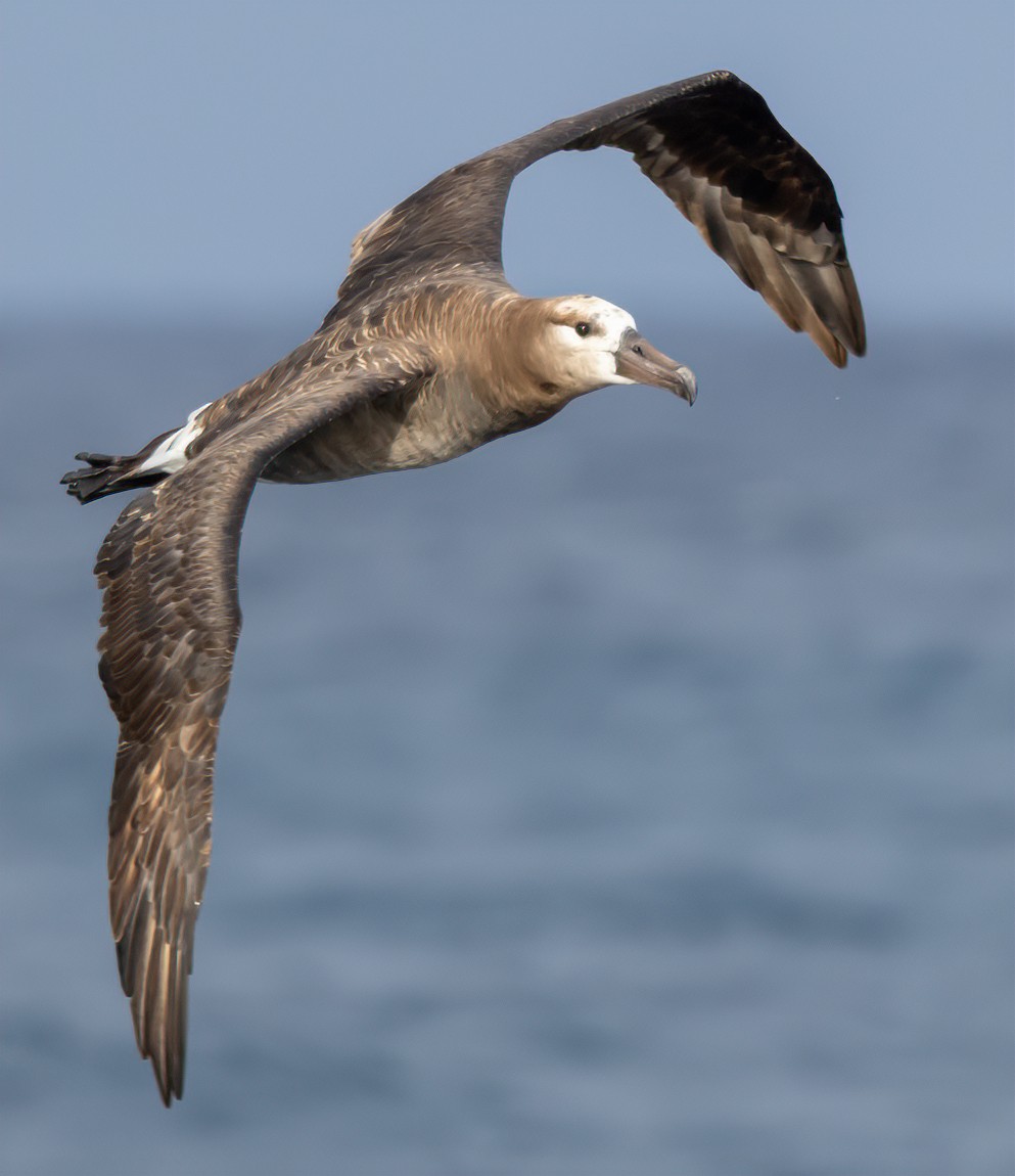 Black-footed Albatross - ML615918936