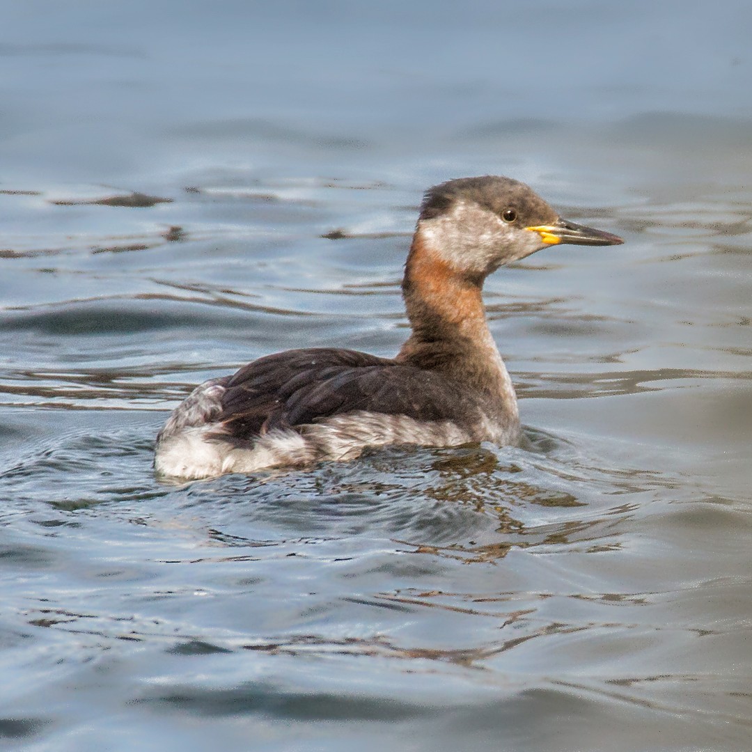 Red-necked Grebe - ML615918941