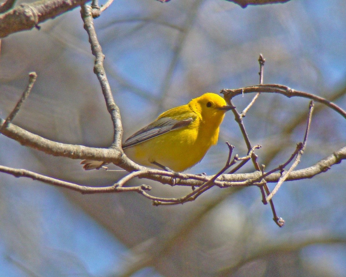 Prothonotary Warbler - ML615918961