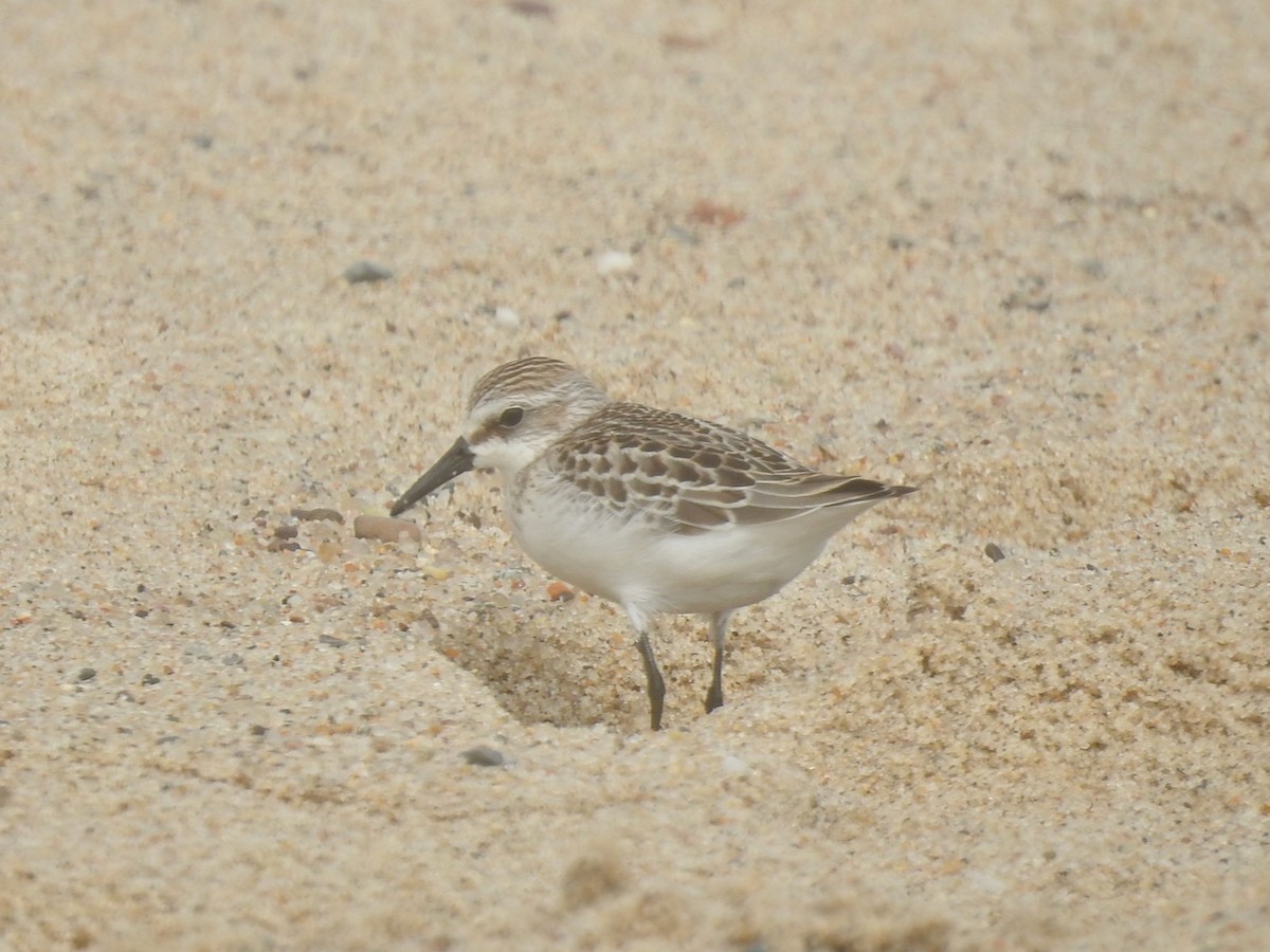 Semipalmated Sandpiper - João Menezes