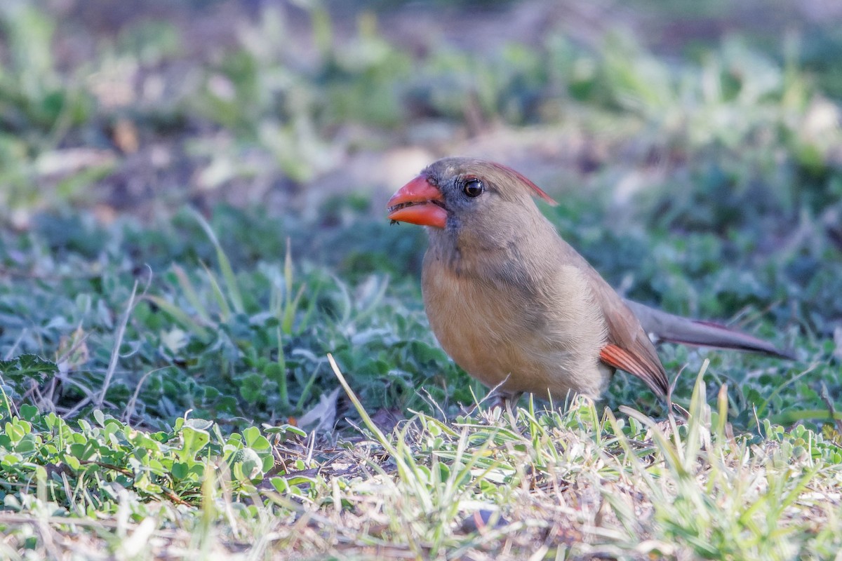 Cardinal rouge - ML615919007