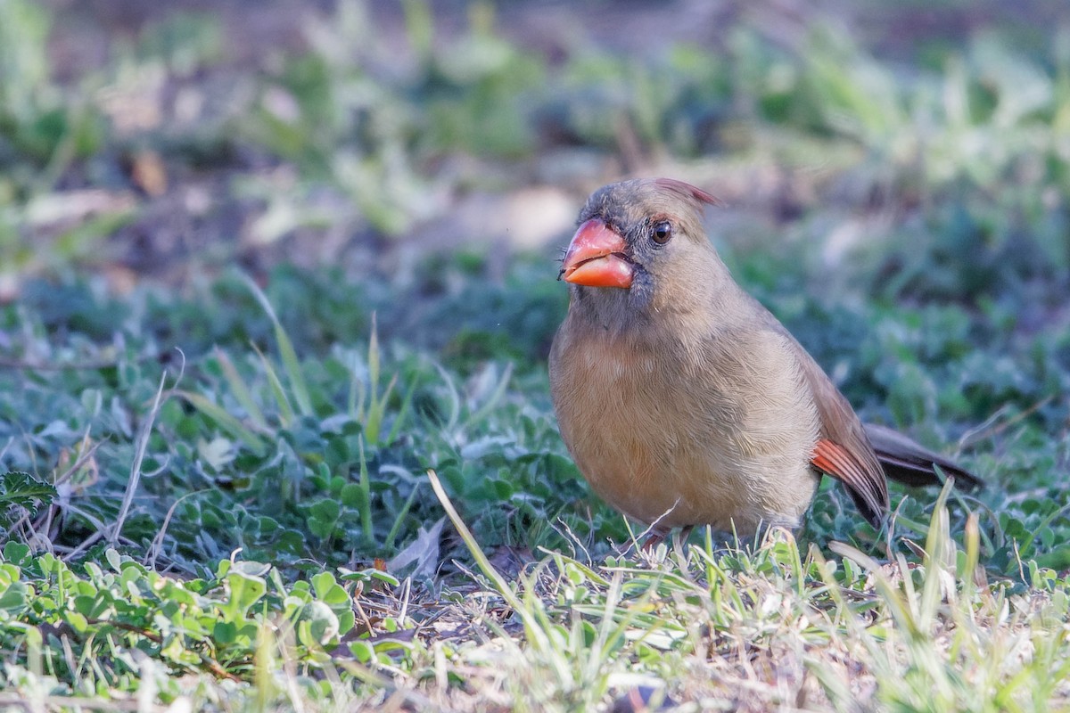 Cardinal rouge - ML615919009