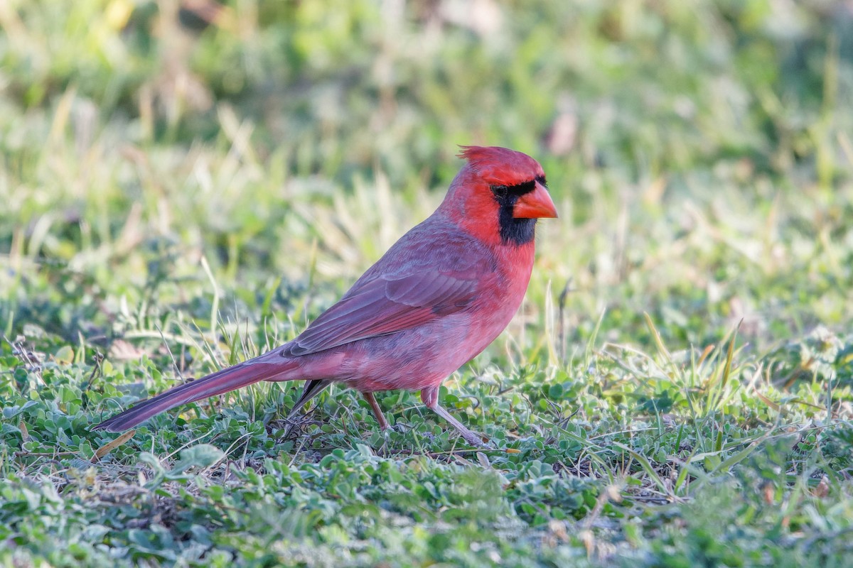 Cardinal rouge - ML615919010