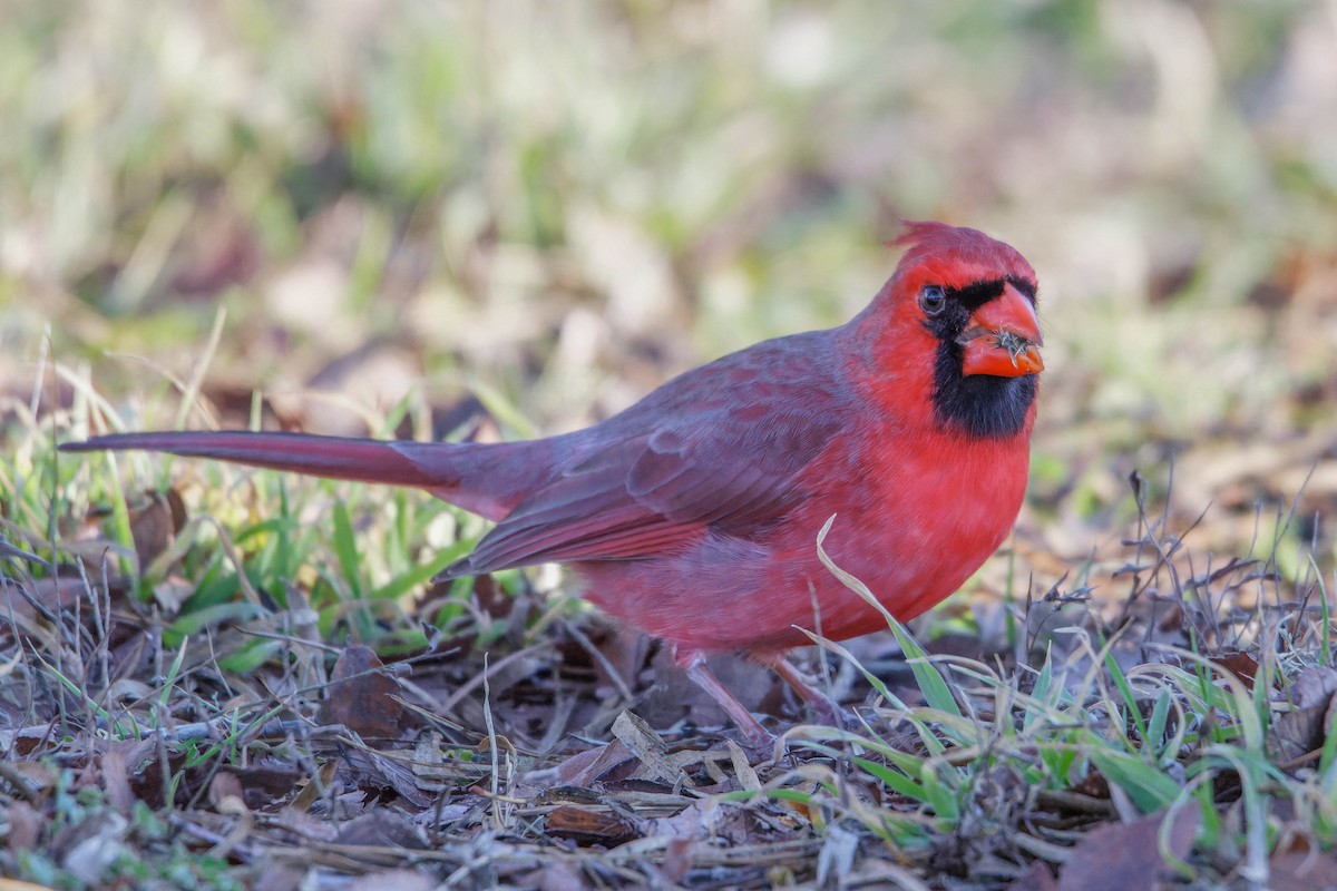 Cardinal rouge - ML615919011