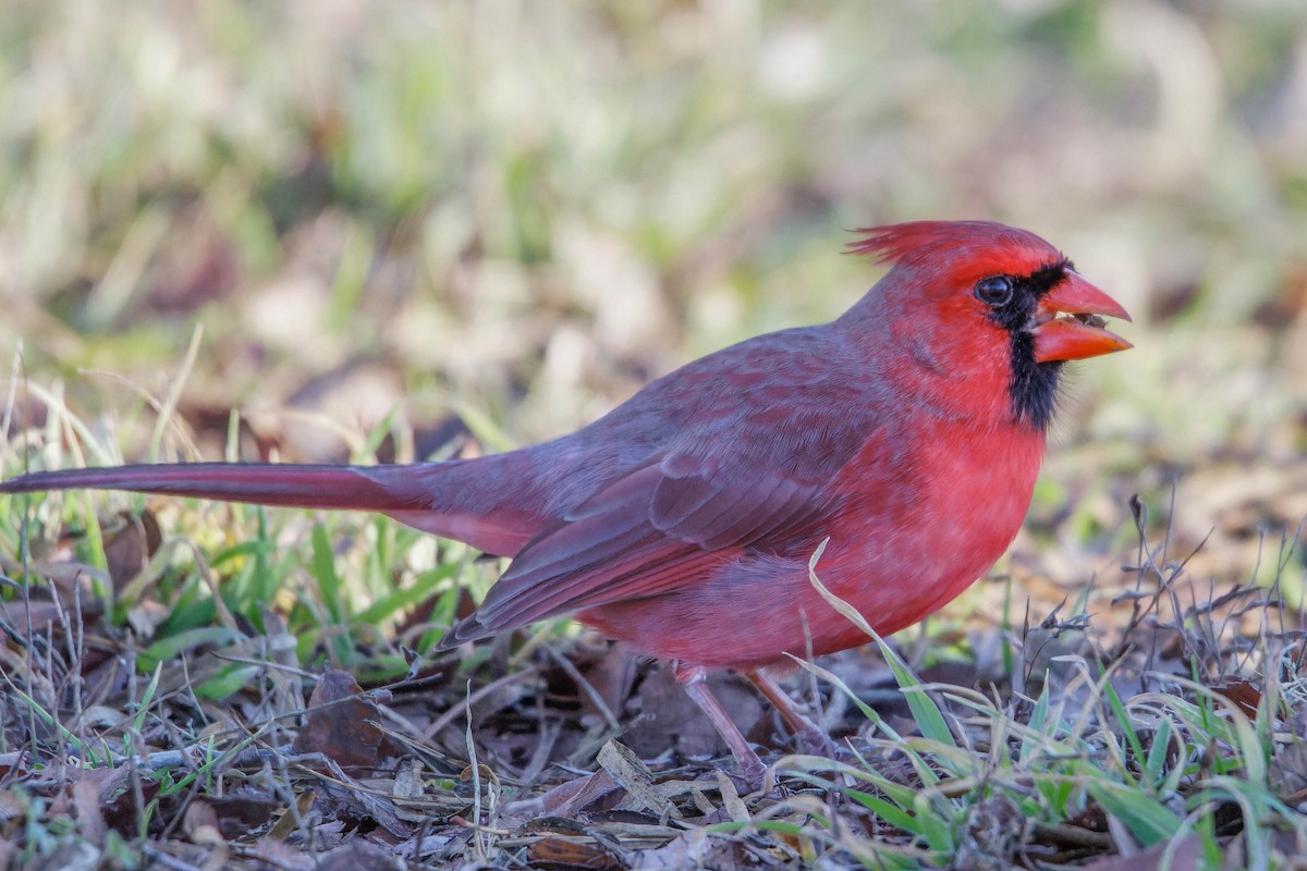 Cardinal rouge - ML615919012