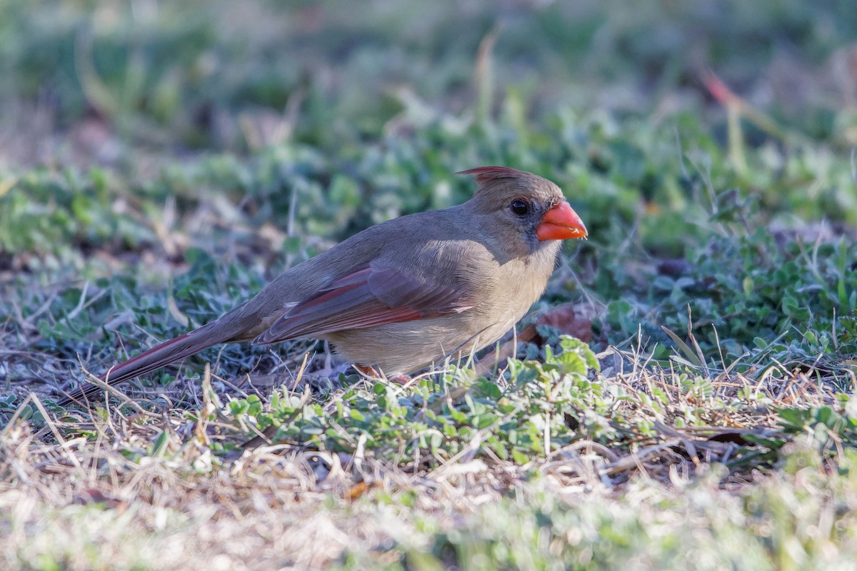 Cardinal rouge - ML615919013