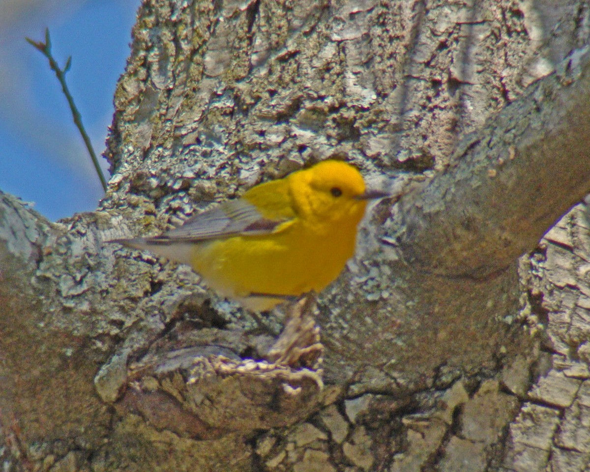 Prothonotary Warbler - ML615919036