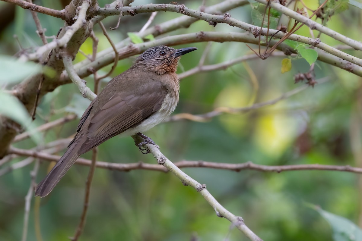 Bulbul des Philippines - ML615919052