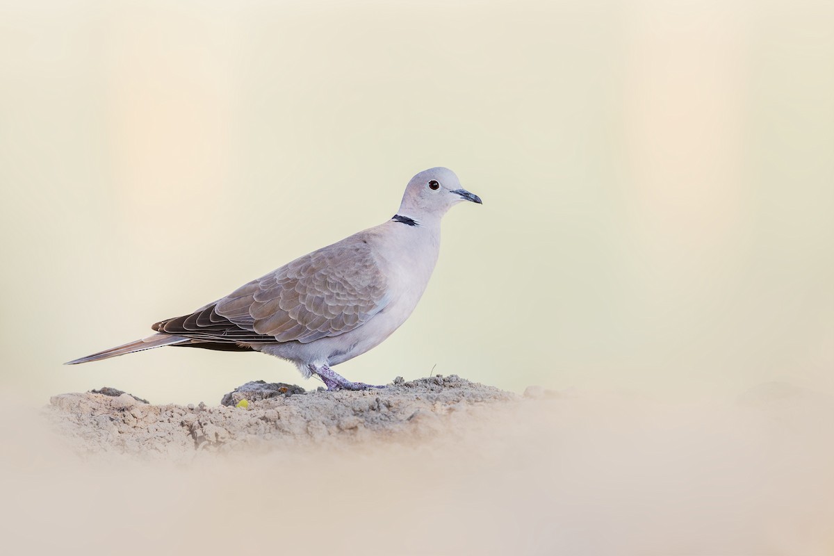 Eurasian Collared-Dove - ML615919060