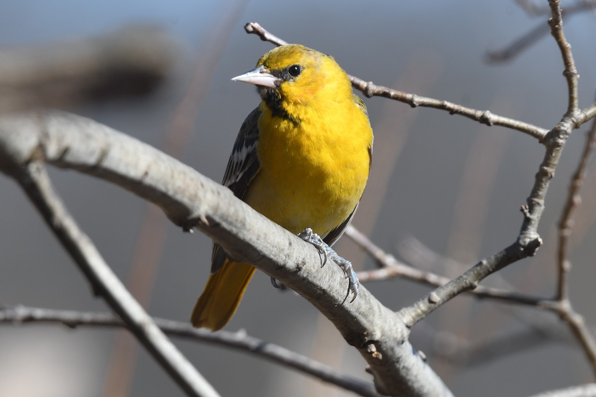 Bullock's Oriole - Donald Taylor