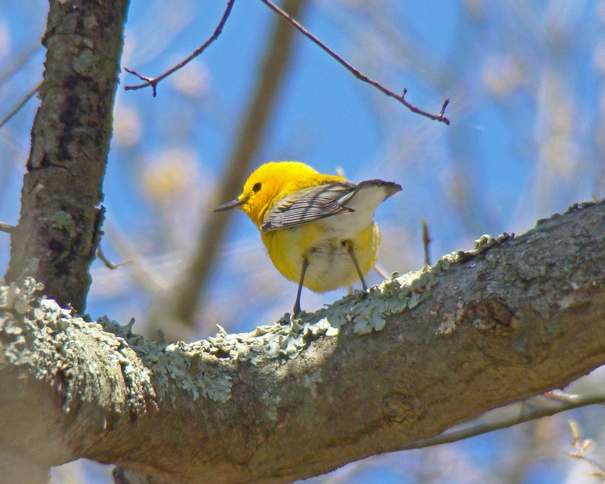 Prothonotary Warbler - ML615919093