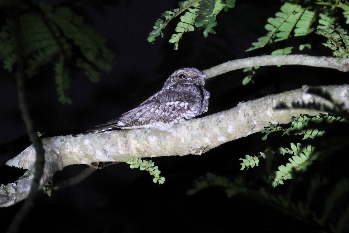 Jungle Nightjar - ML615919100