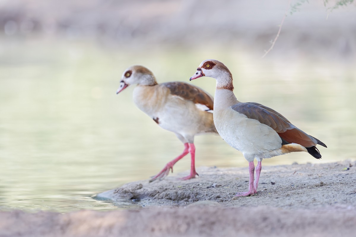 Egyptian Goose - Ivan Sjögren