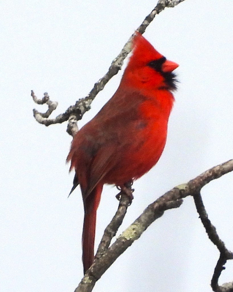 Cardinal rouge - ML615919124