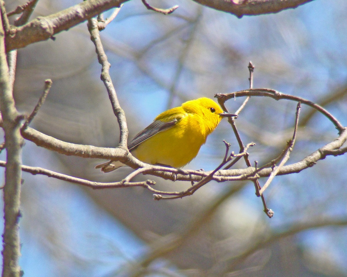 Prothonotary Warbler - ML615919125