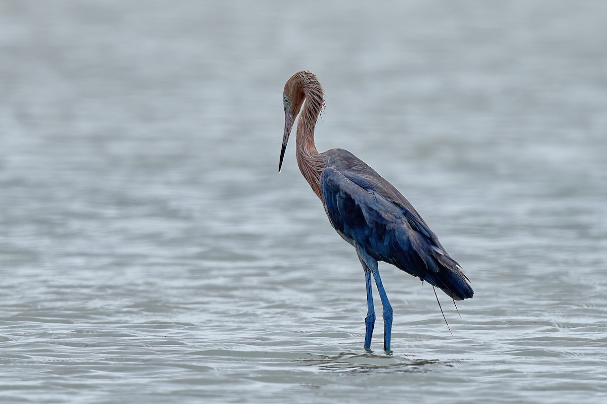 Reddish Egret - ML615919152