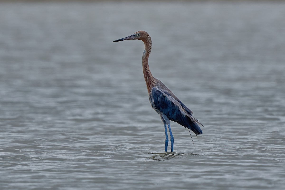 Reddish Egret - ML615919154