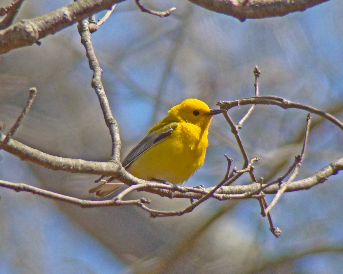 Prothonotary Warbler - ML615919251