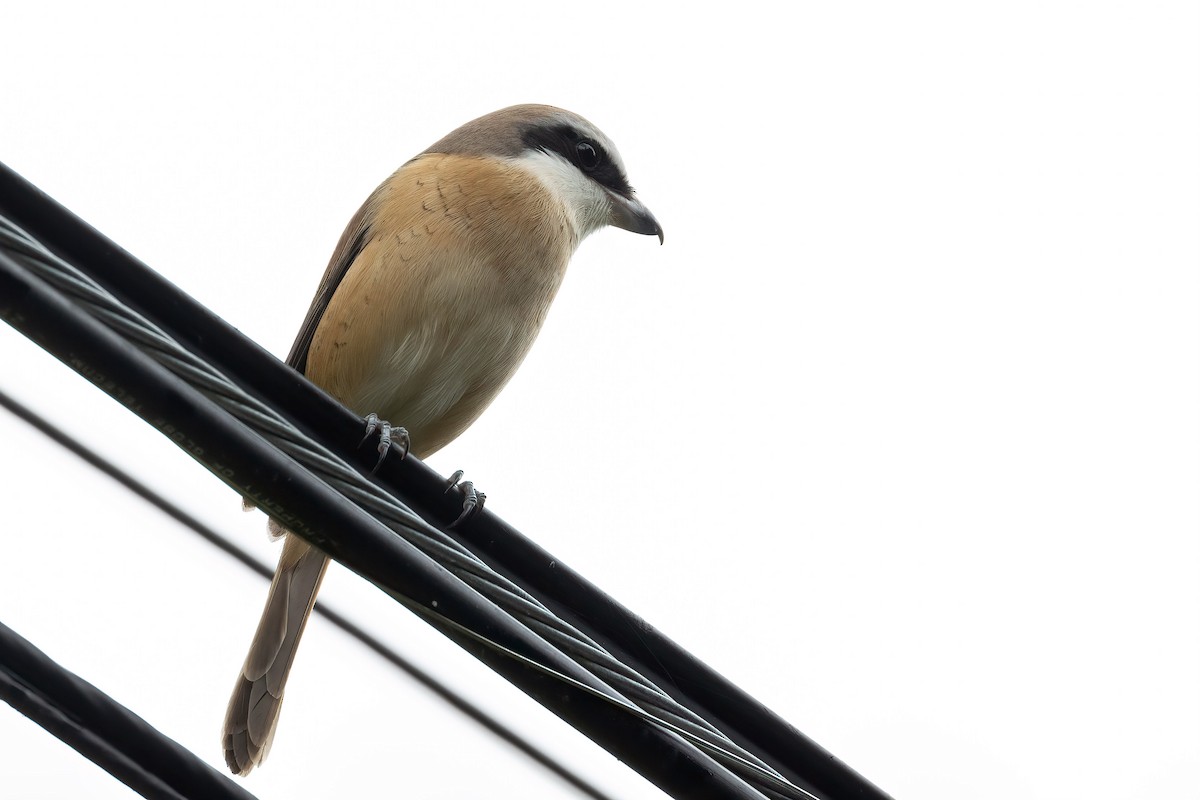 Brown Shrike - ML615919274