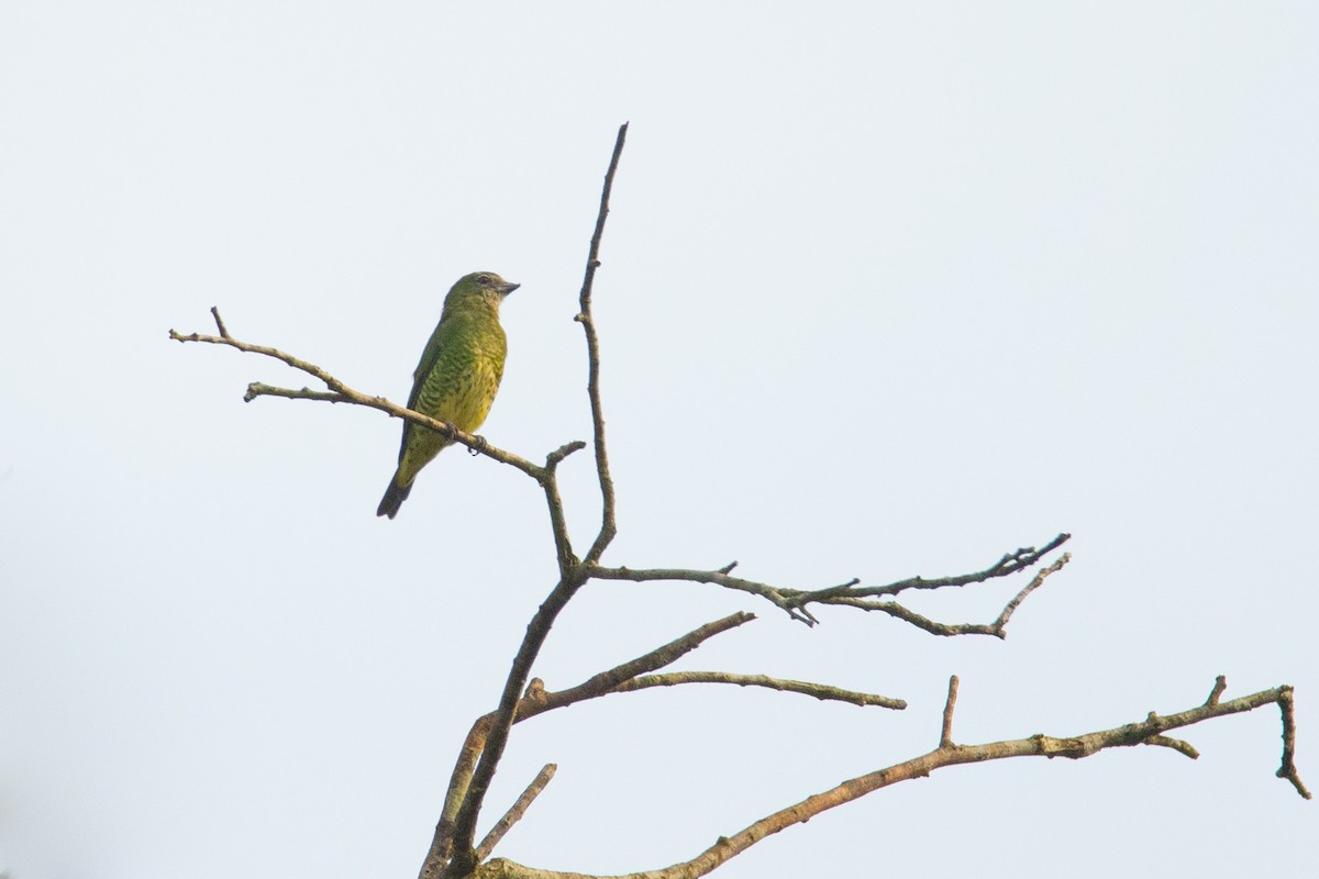 Tangara Golondrina - ML615919289