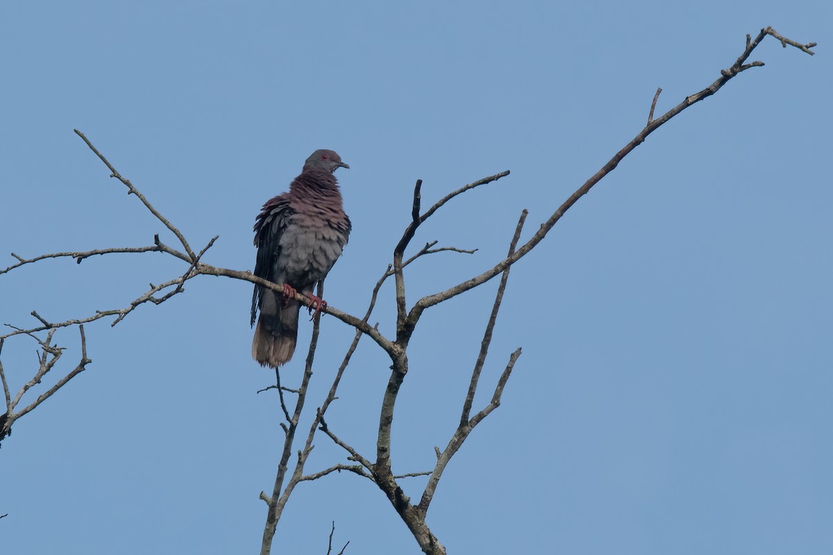 Pale-vented Pigeon - Pablo Re