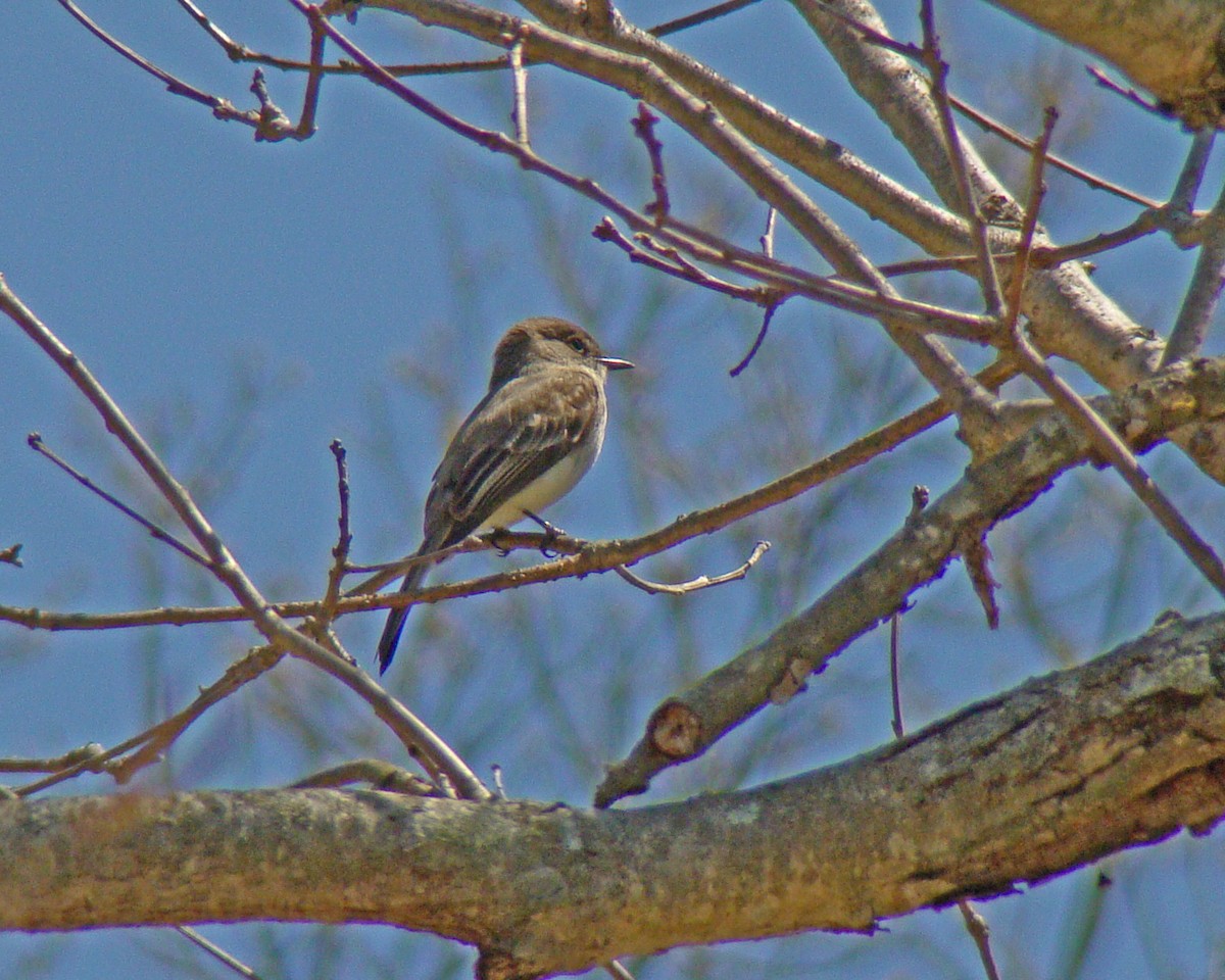 Eastern Phoebe - Aubrey Merrill