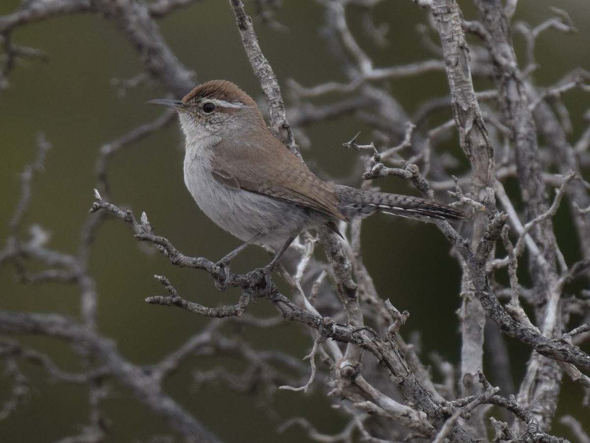 Bewick's Wren - ML615919377