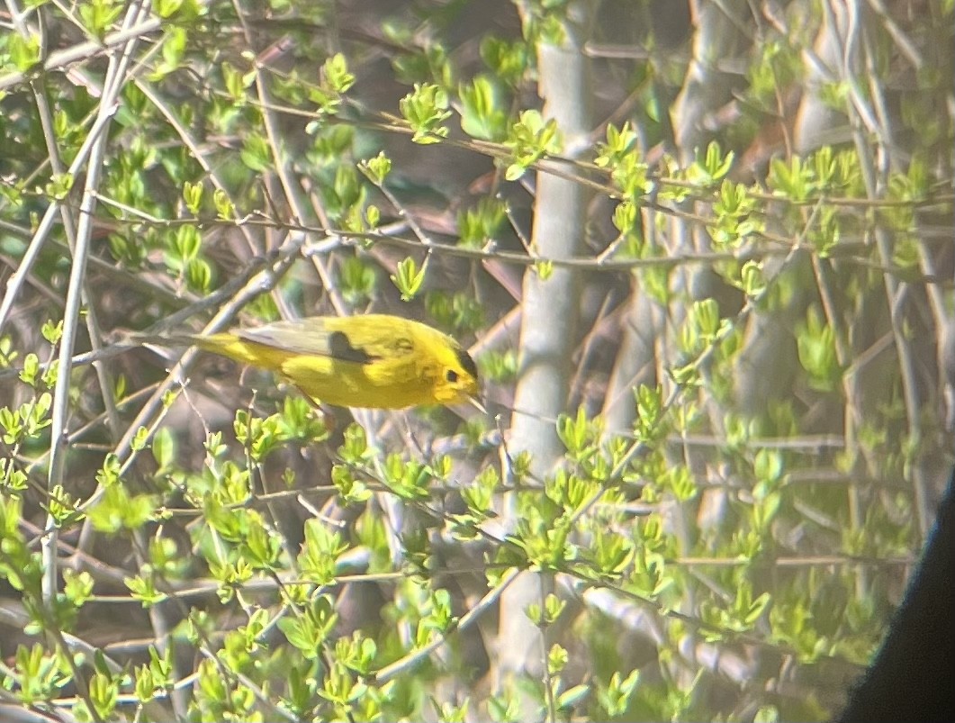 Wilson's Warbler - ML615919446