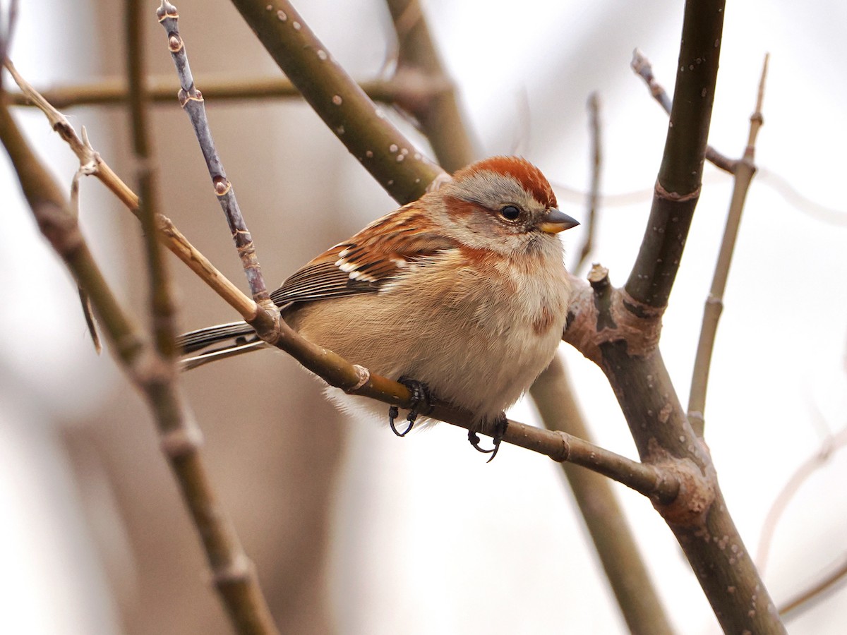 American Tree Sparrow - ML615919473