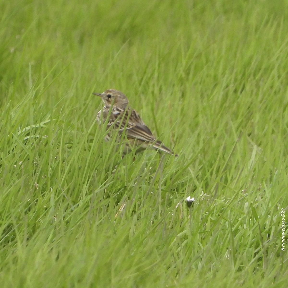 Meadow Pipit - ML615919517