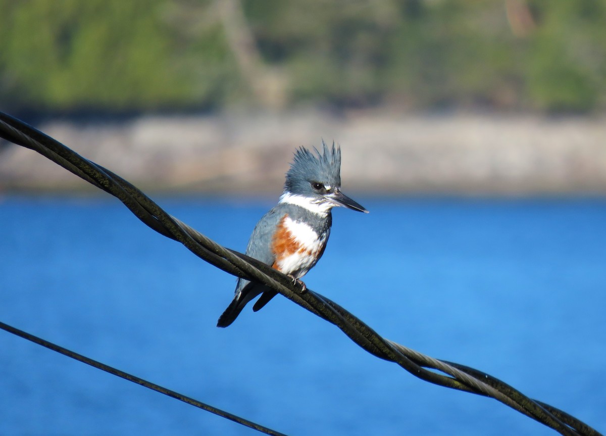 Belted Kingfisher - ML615919526