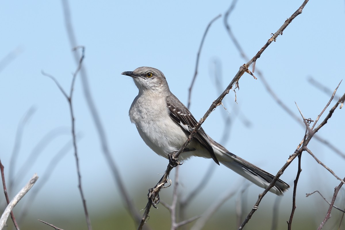 Northern Mockingbird - Shane Carroll