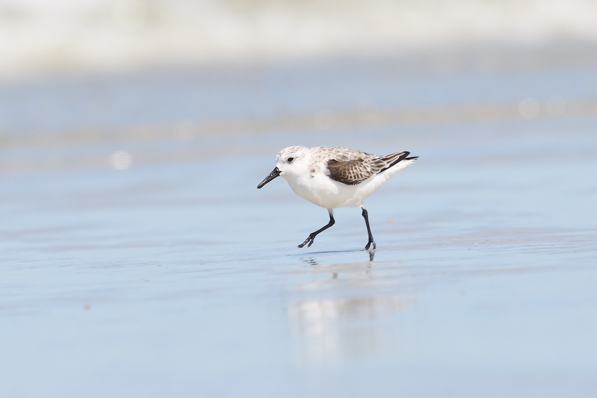 Bécasseau sanderling - ML615919557