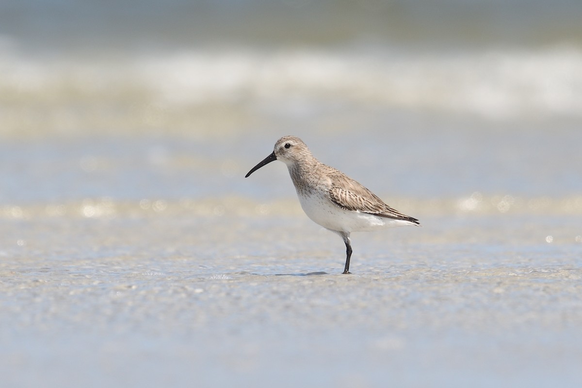 Red Knot - Shane Carroll