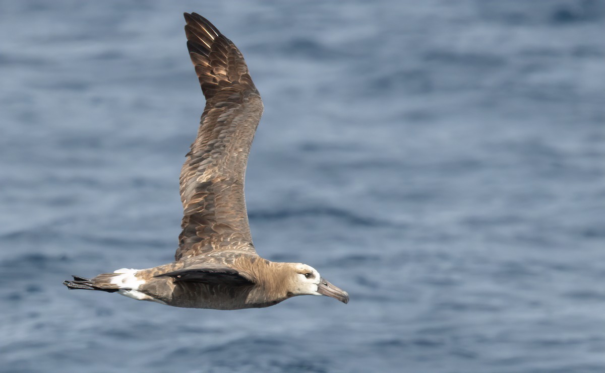 Black-footed Albatross - Jay Gilliam