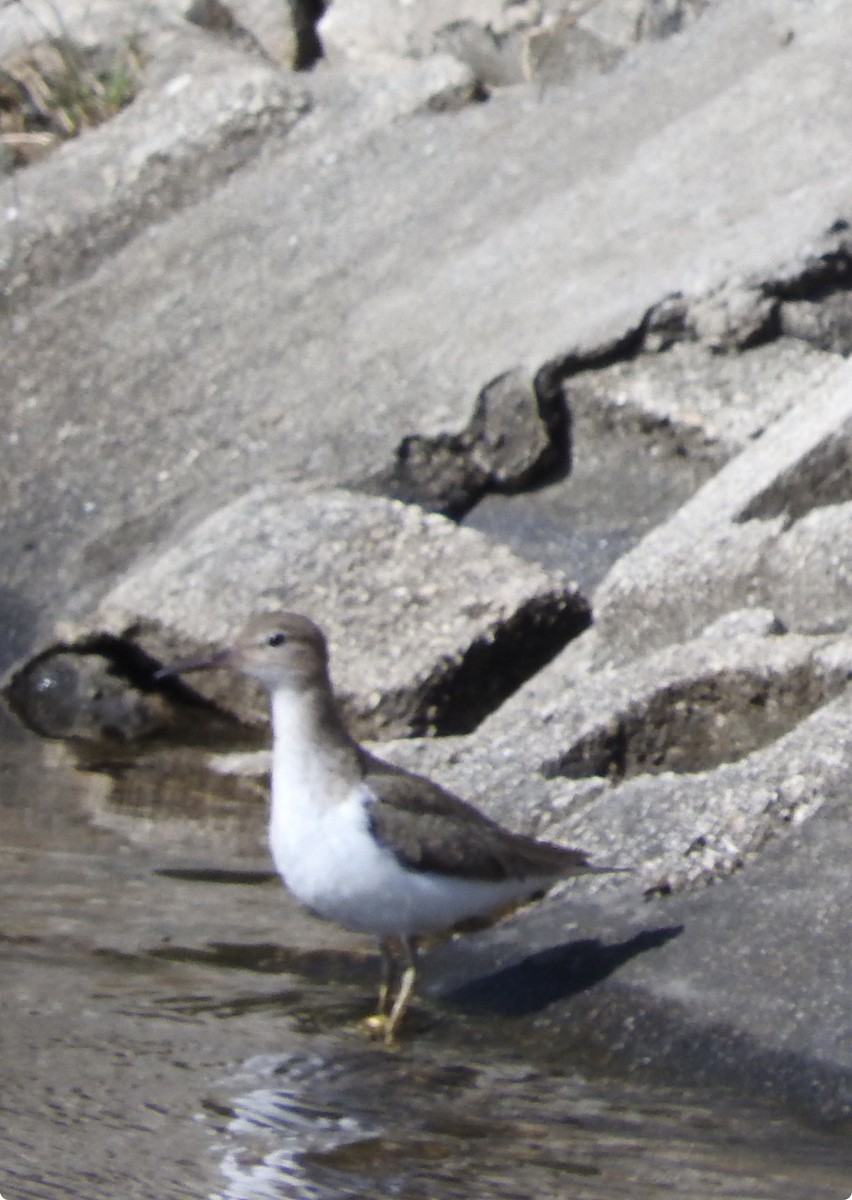 Spotted Sandpiper - ML615919573