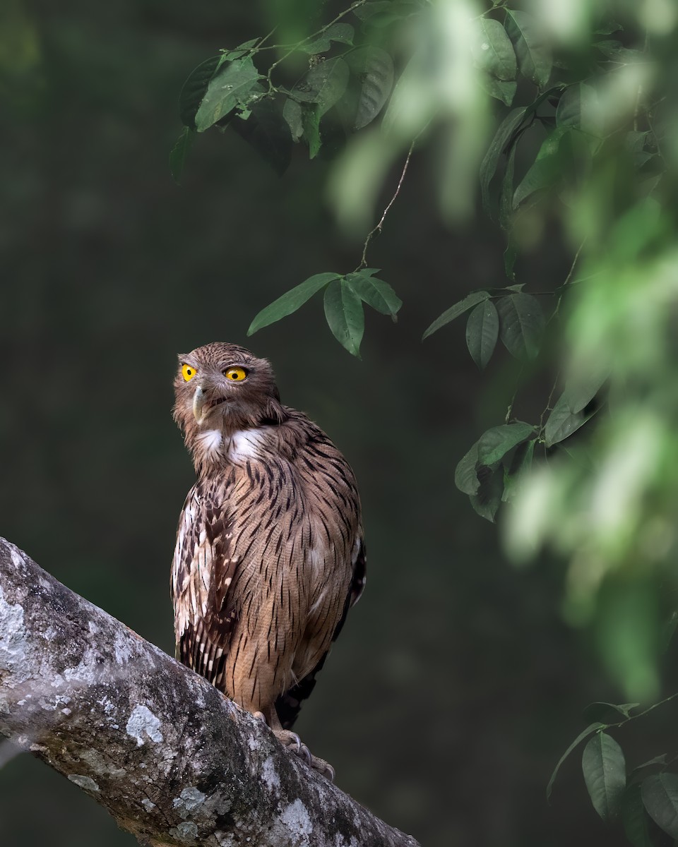 Brown Fish-Owl - ML615919604