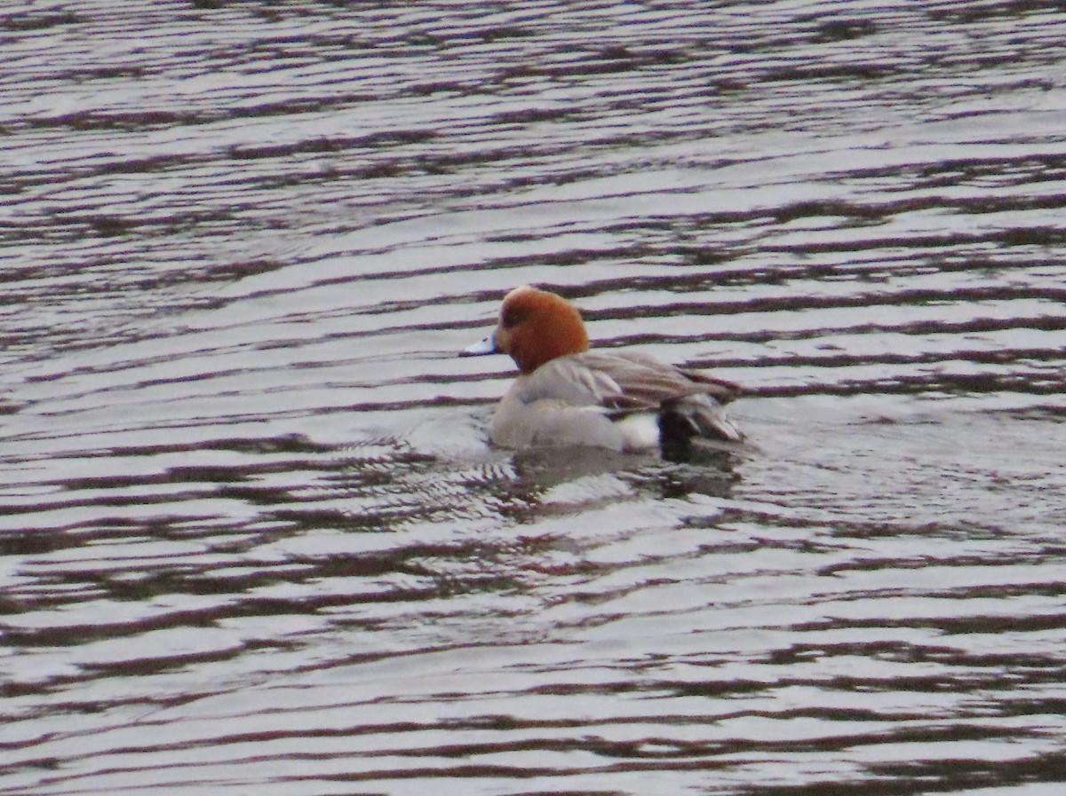 Eurasian Wigeon - ML615919610