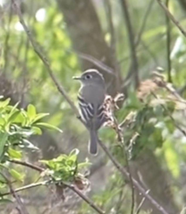 Least Flycatcher - ML615919619