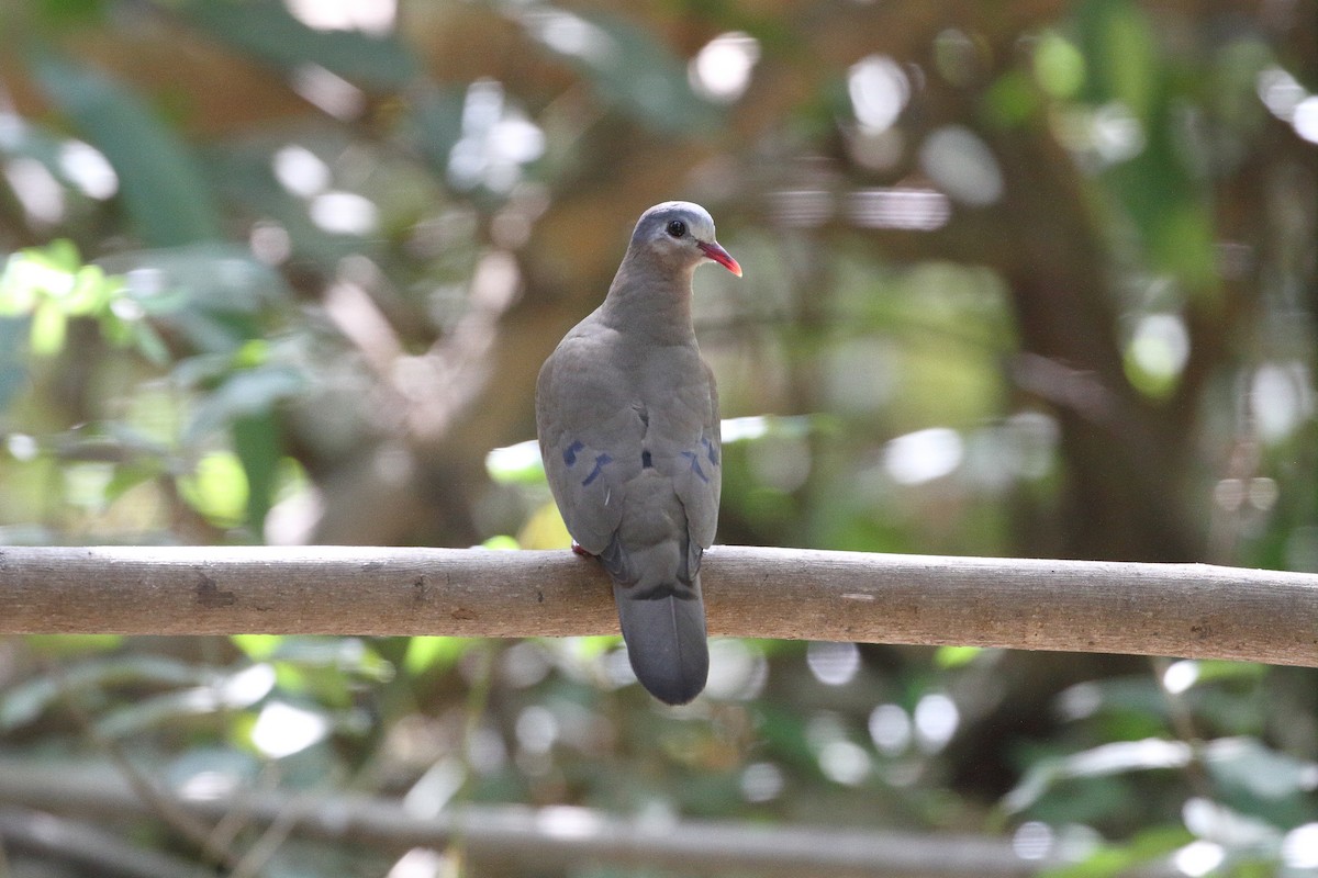 Blue-spotted Wood-Dove - ML615919638