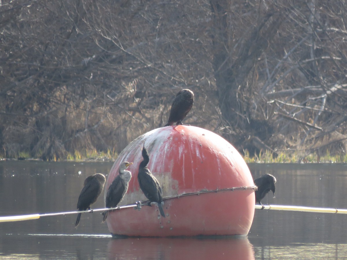 Double-crested Cormorant - Curtis Mahon