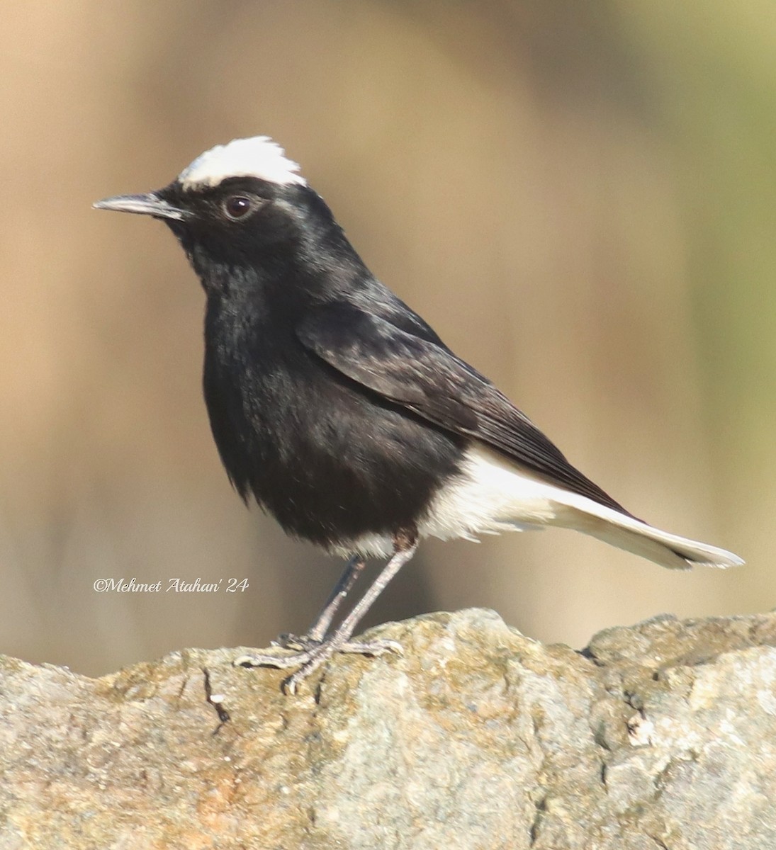 White-crowned Wheatear - ML615919676