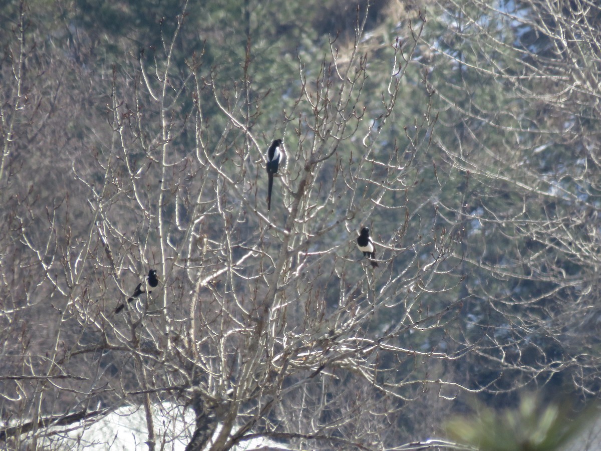 Black-billed Magpie - Curtis Mahon