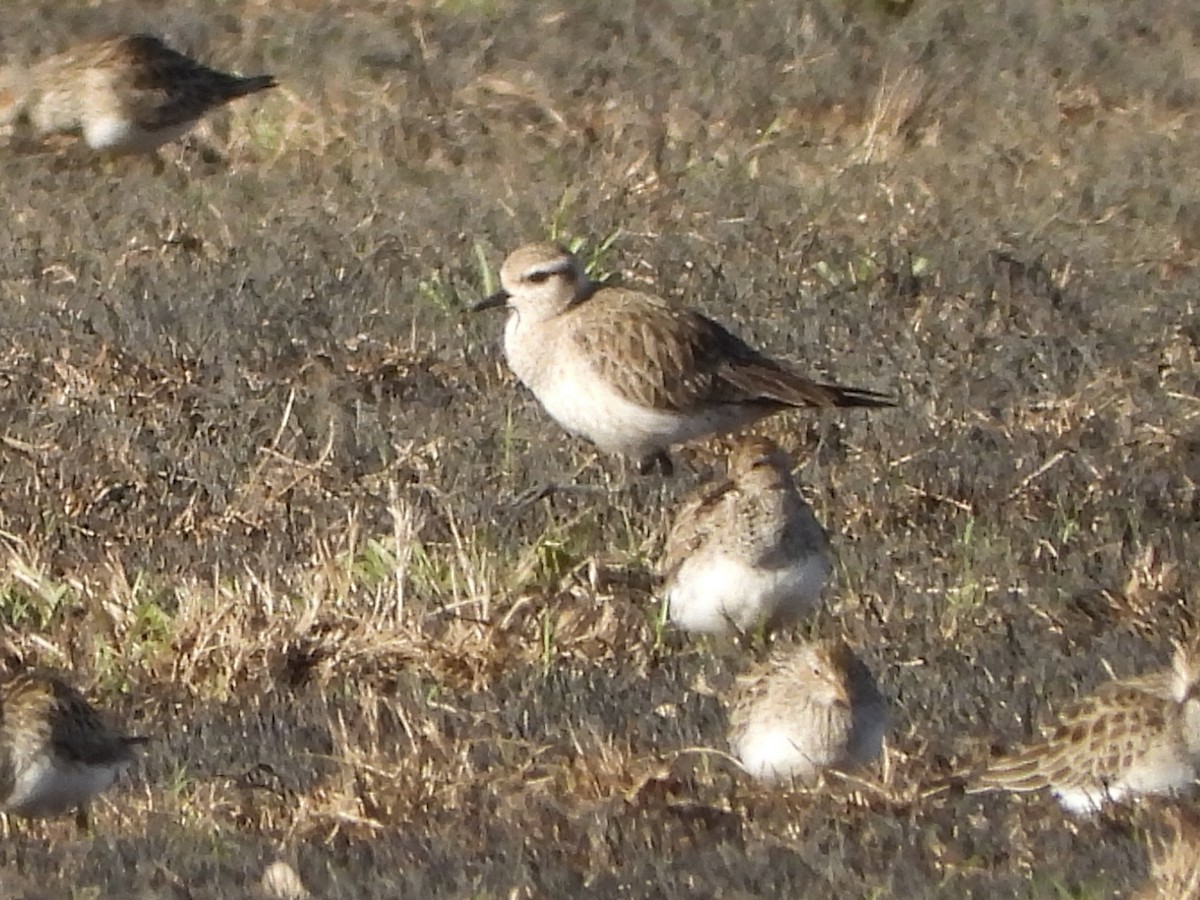 American Golden-Plover - ML615919705