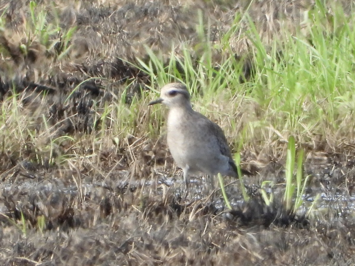 American Golden-Plover - ML615919706