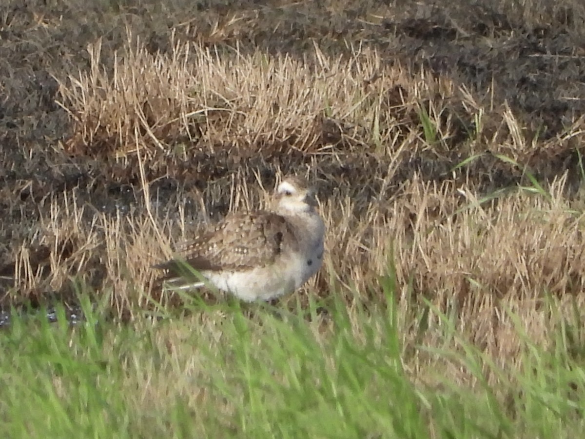 American Golden-Plover - ML615919707