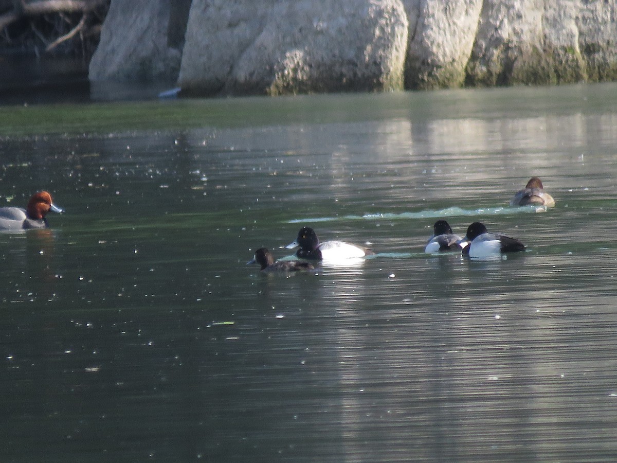 Lesser Scaup - Curtis Mahon